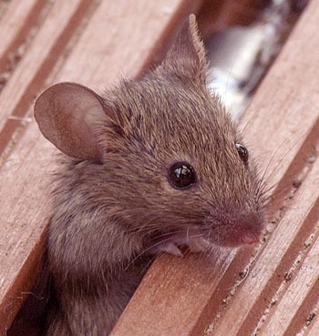 Anti souris : solution, traitement et conseil contre les souris