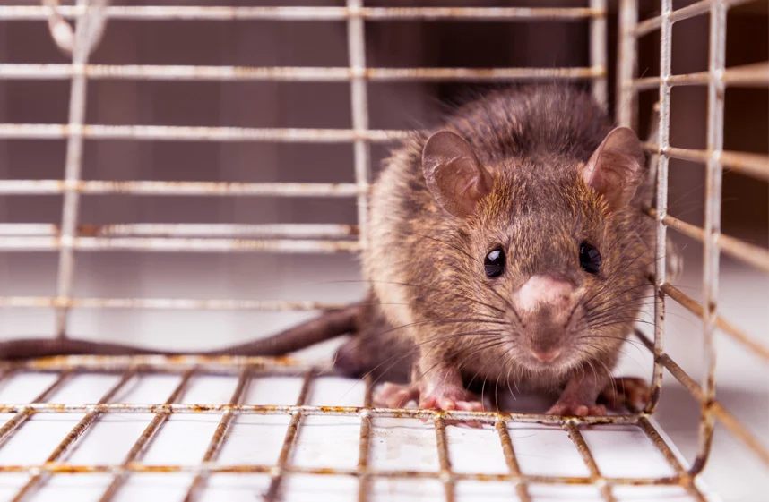 Les Attaques: plus de 1 000 prises pour le meilleur piégeur de rats musqués  - La Voix du Nord