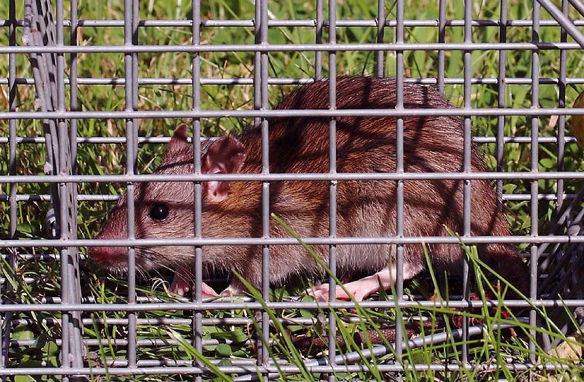 Piège à rat plastique Rat Trap 1 entrée • Contre les rats, surmulots