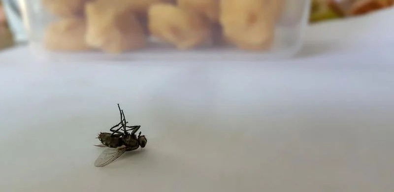 Rideau anti mouche et moustique : la solution contre les insectes