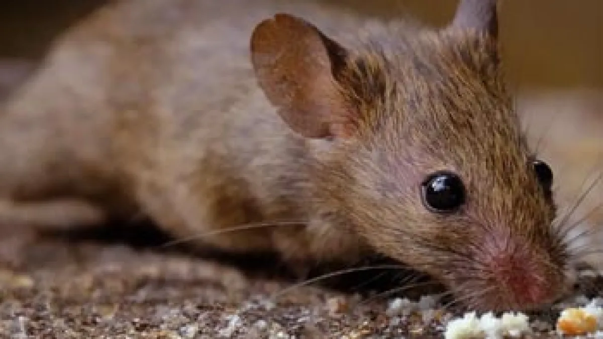 Souris Morte Sur Une Souricière à Colle Pour Rongeurs Domestiques, Une  Souris Ou Un Rat Gris S'enlise Dans Un Collant