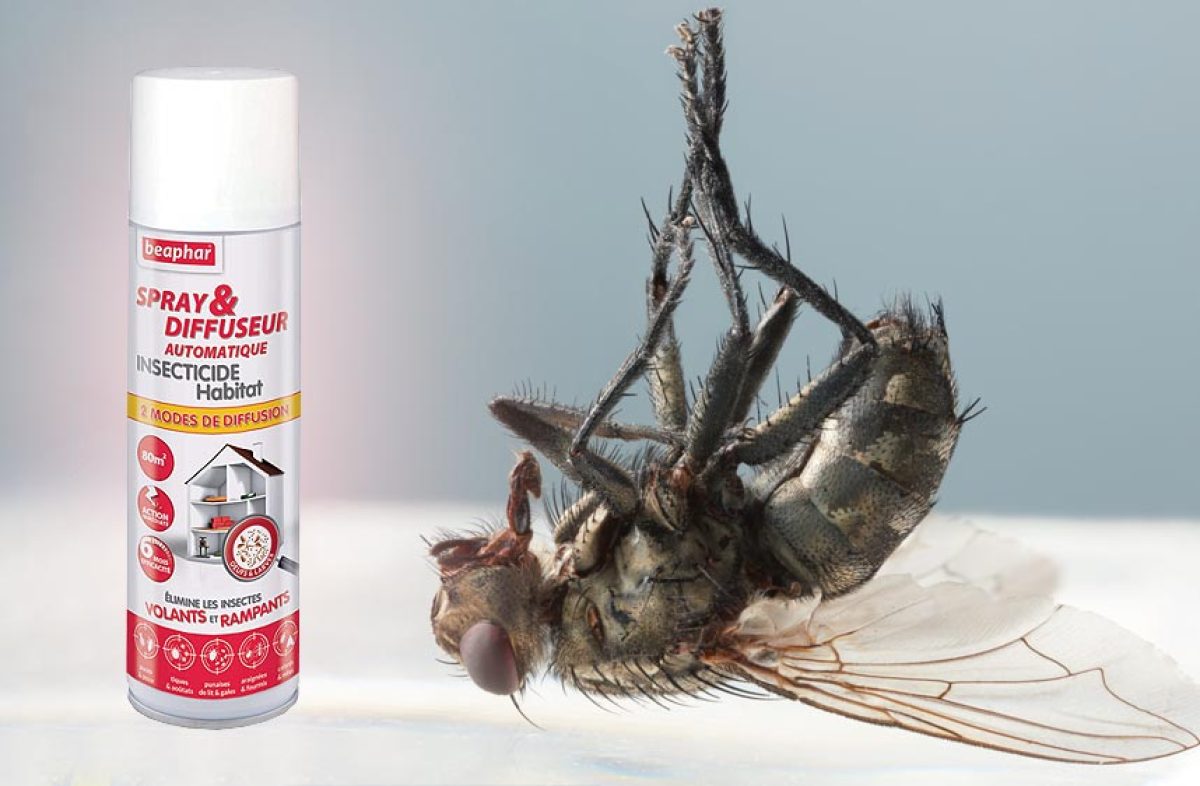 3 Astuces anti-mouches /anti-moucherons et anti-moustiques 