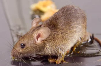 Piège à Souris Rat collant colle Conseil - Chine Conseil de la colle  adhésive de rat, souris