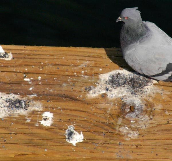 Comment faire fuir les pigeons - Filets, pics et accessoires
