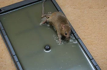 Comment attraper une souris