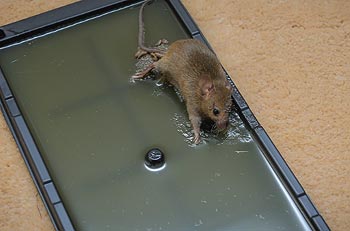 Mice&Co Piège à Colle pour Souris  Plaques Collantes Adhésives Glu Anti  Rats, Lot 4 : : Jardin
