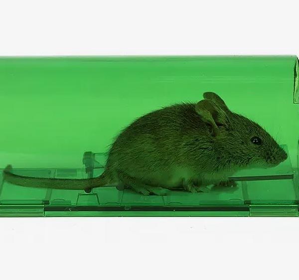 5Pcs Pièges à Souris Collant Piège a Rat Colle Tapis Collant Anti Rongeurs  Tapis de Glue Adhésives Anti Souris et Rats