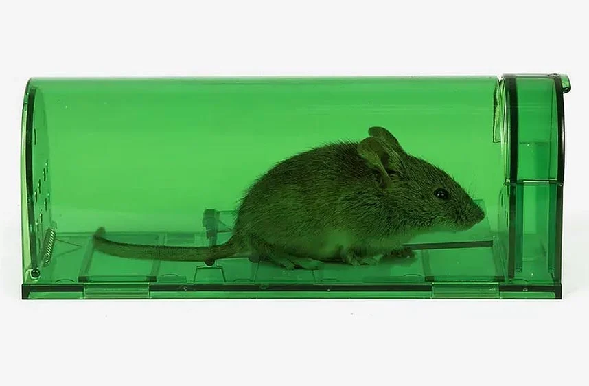 Quel piège à souris choisir ? Non mortel, électrique ou collant ?