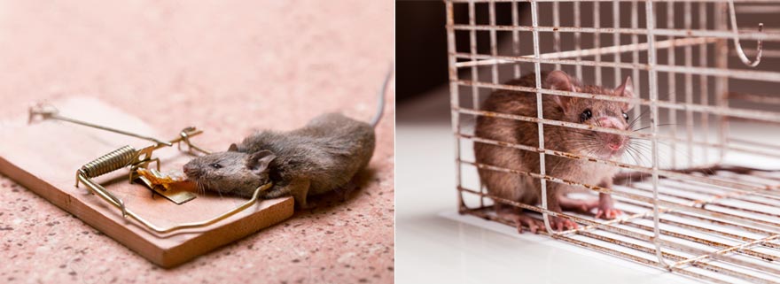 Répulsif anti rat & souris : Comment les faire fuir de votre grenier ou  comble ? 