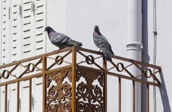 Pose de filets anti-pigeons dans une école sous un préau à Sadirac 33