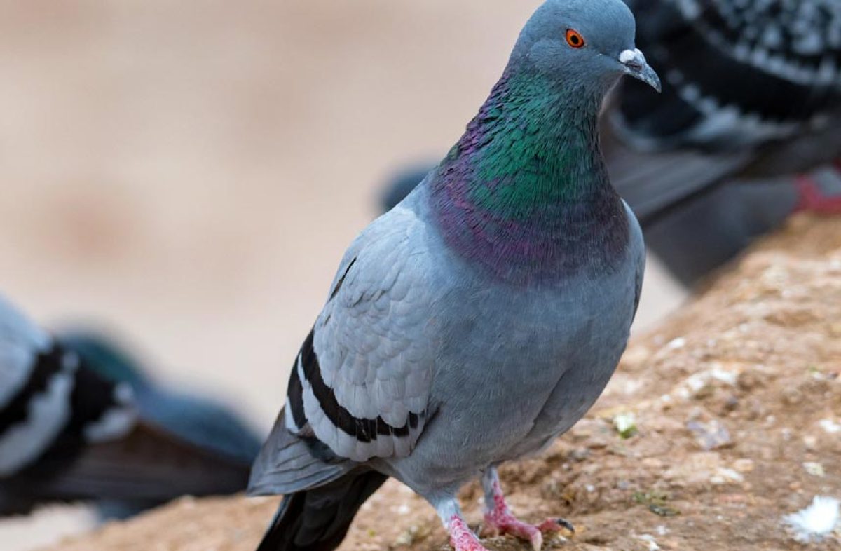 Pics à pigeons pour vos rebords de balcon