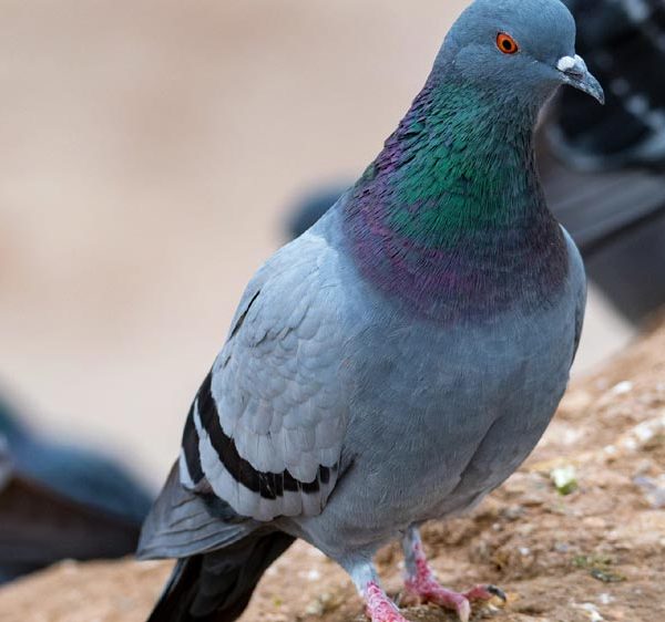 La solution pour éloigner les pigeons du balcon sans leur nuire