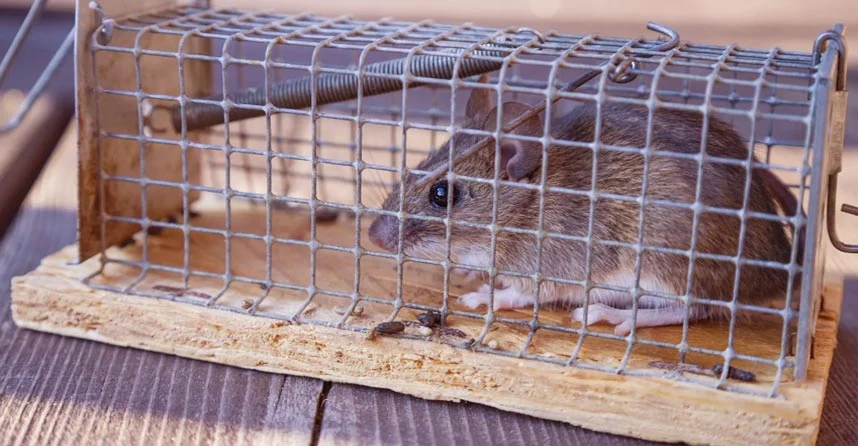 Piege A Rat,Attrape Souris Vivante Capture Les Animaux Nuisible en