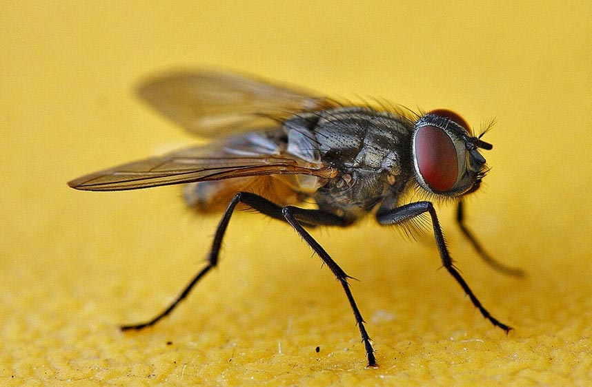 POurquoi les mouches nous envahissent-elle l'été ?