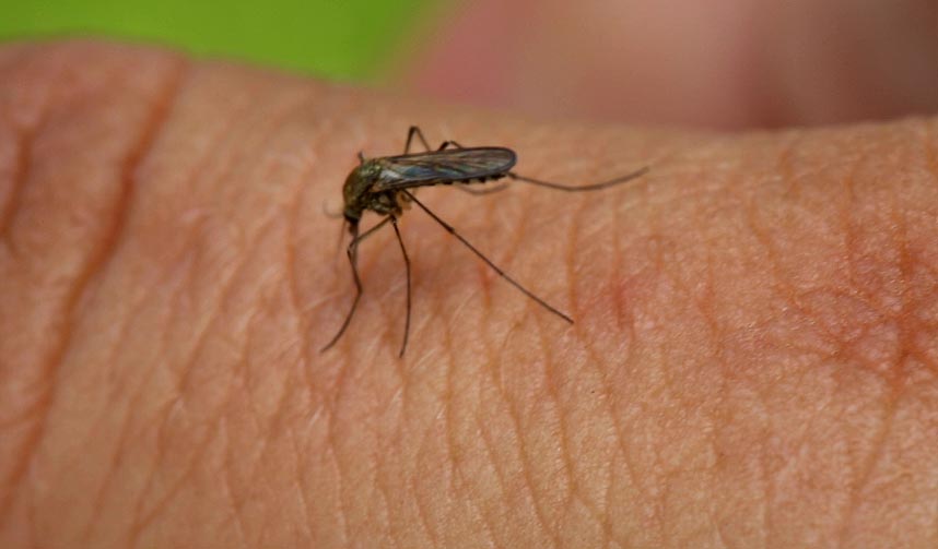 Piqûre de moustique par une femelle