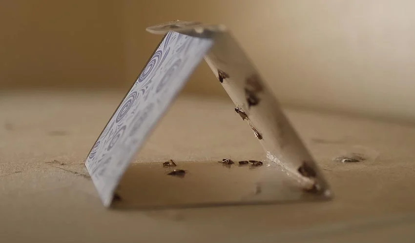 Le Trichogramme, des micro insectes qui éradiquent les Mites