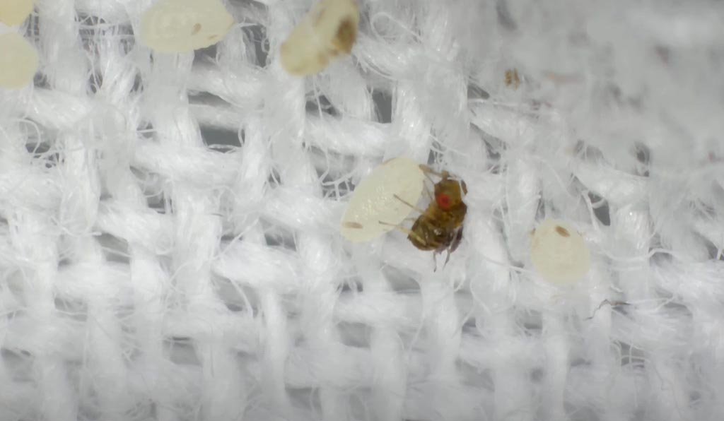 Une guêpe Trichogramma Evanescens parasitant un œuf de mite de vêtements