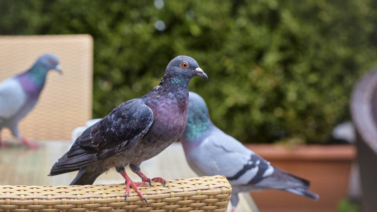 Pigeon : comment s'en débarrasser ? Toutes les solutions anti-pigeon
