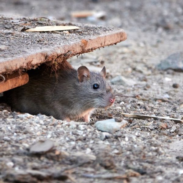 Hermie  5 conseils pour utiliser la mort aux rats et aux souris