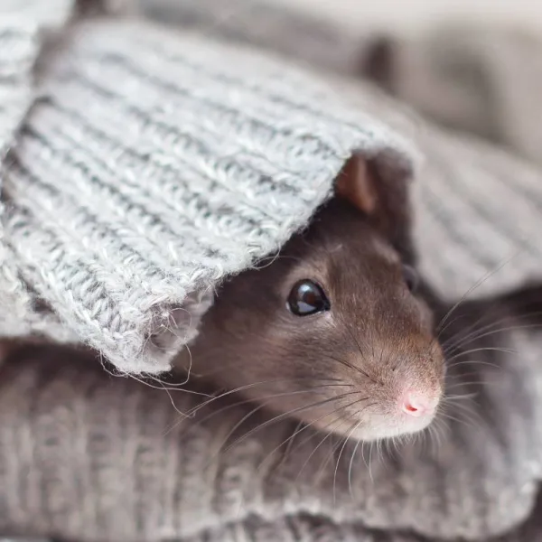 Eloigner les rats naturellement : les odeurs qu'ils détestent - Aroma-Zone