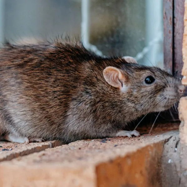 Sanspest éloigner Les Rats, Anti Souris et Rats Puissant, Repulsif
