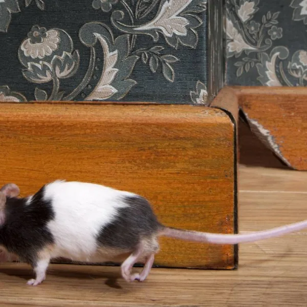 Eloigner les rats naturellement : les odeurs qu'ils détestent