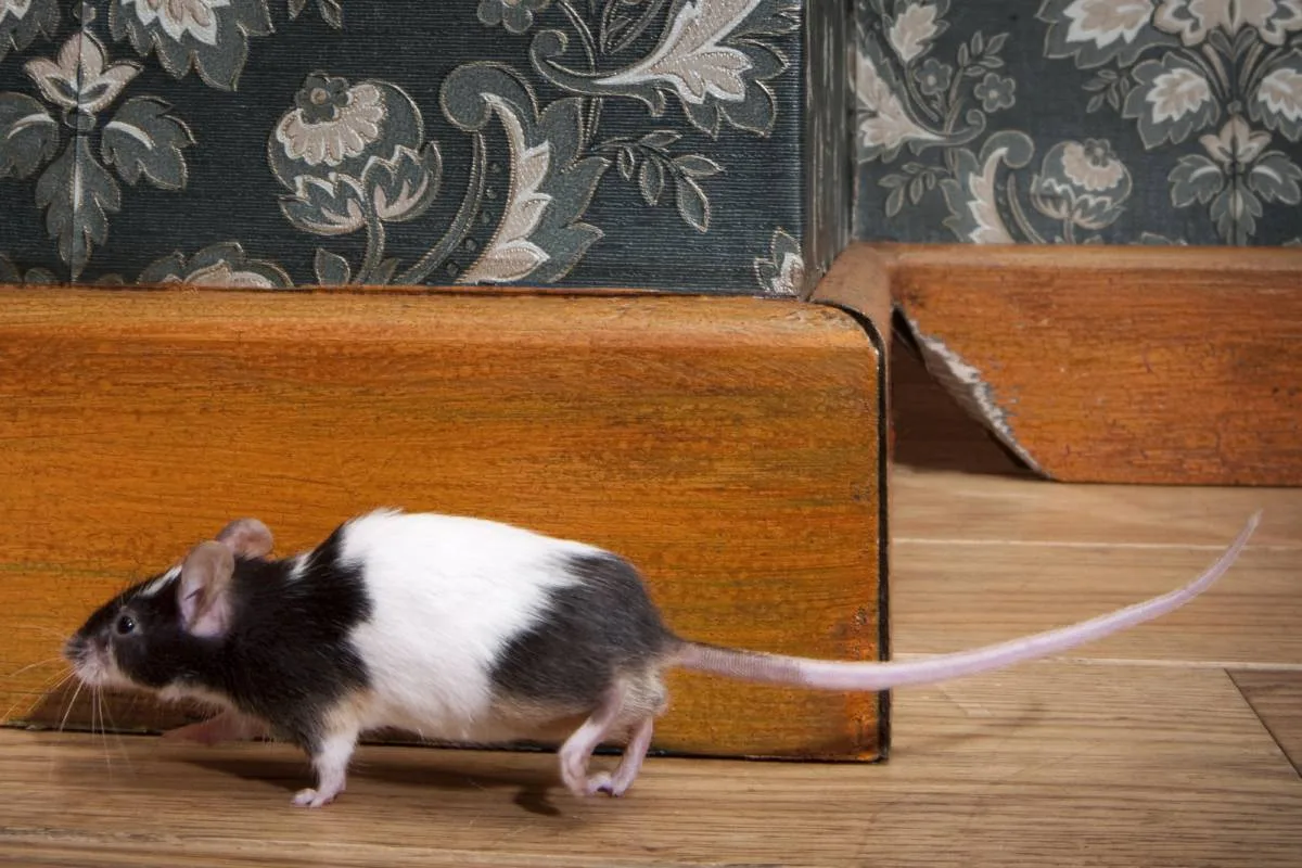Quels raticides efficaces pour lutter contre les rats ?