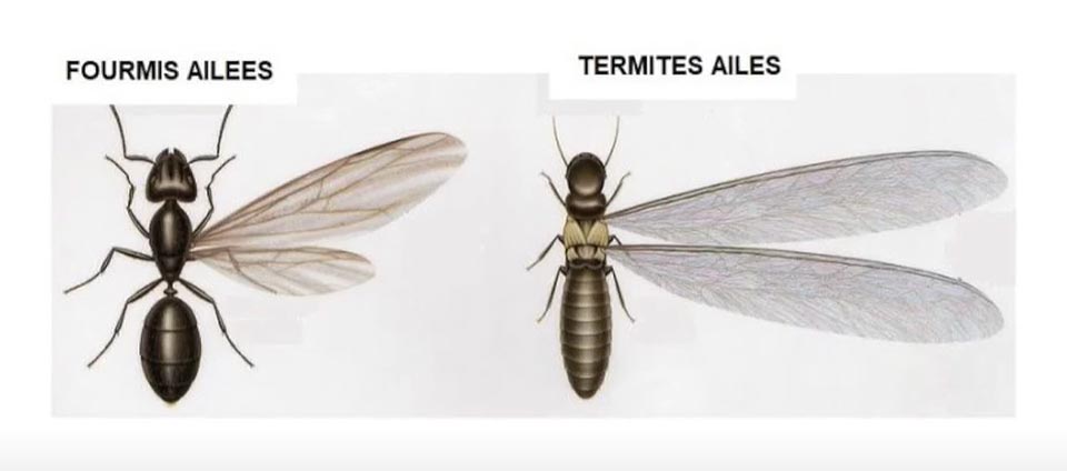 Fourmi volante ou termite ailé