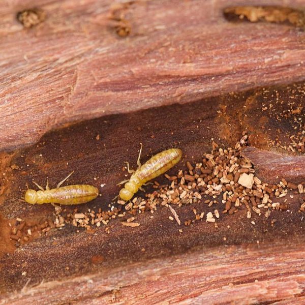 Termites ou fourmis charpentières