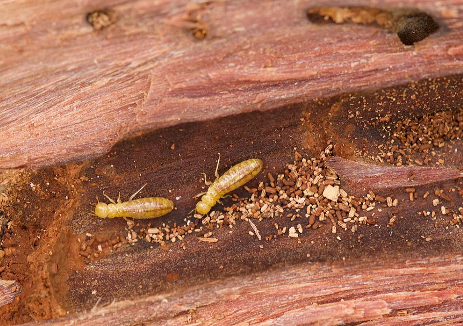 Termites ou fourmis charpentières