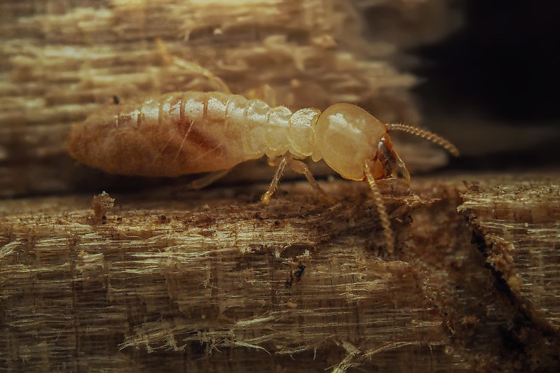 Termite souterrain