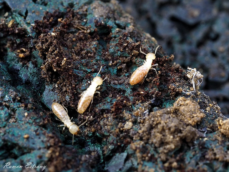 Habitat termite souterrain