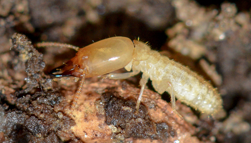 Termite souterrain