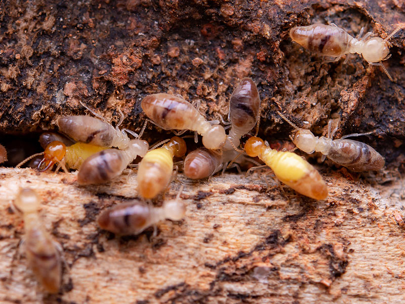 meilleur produit anti-termites