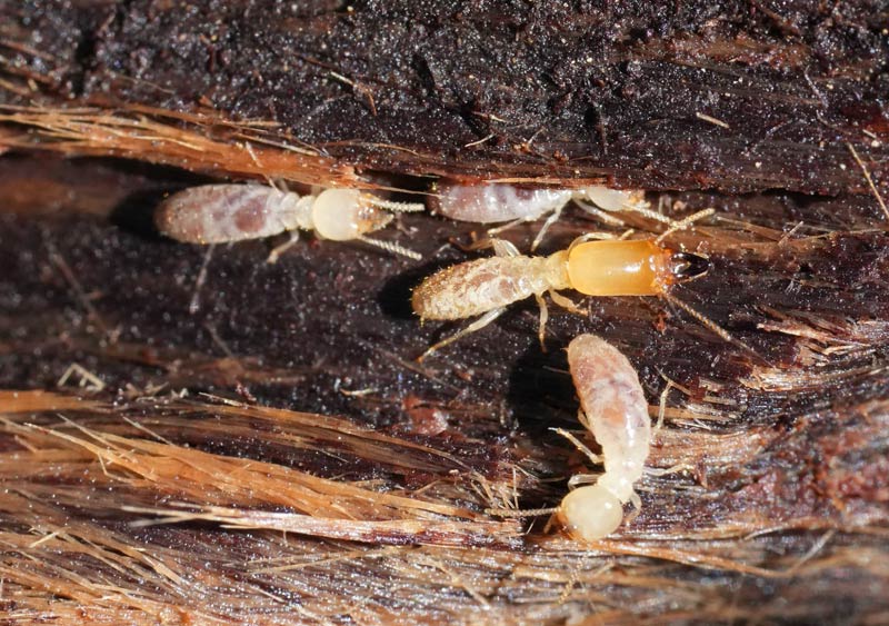 Termites attaquent du bois