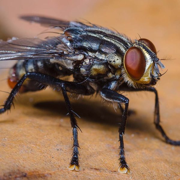 découvrez leurs attirances et répulsifs des mouches