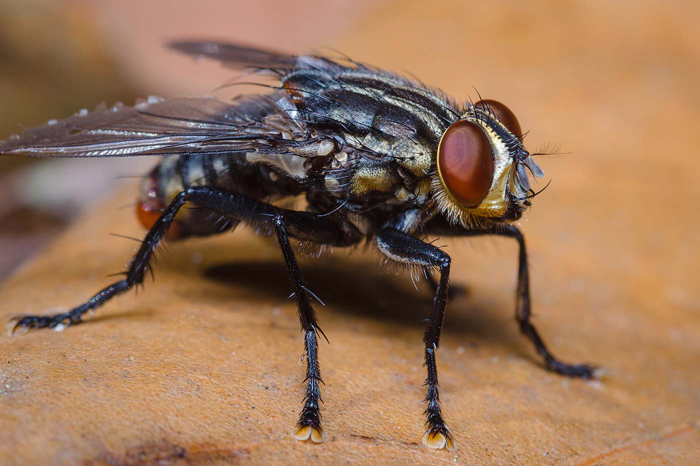 découvrez leurs attirances et répulsifs des mouches