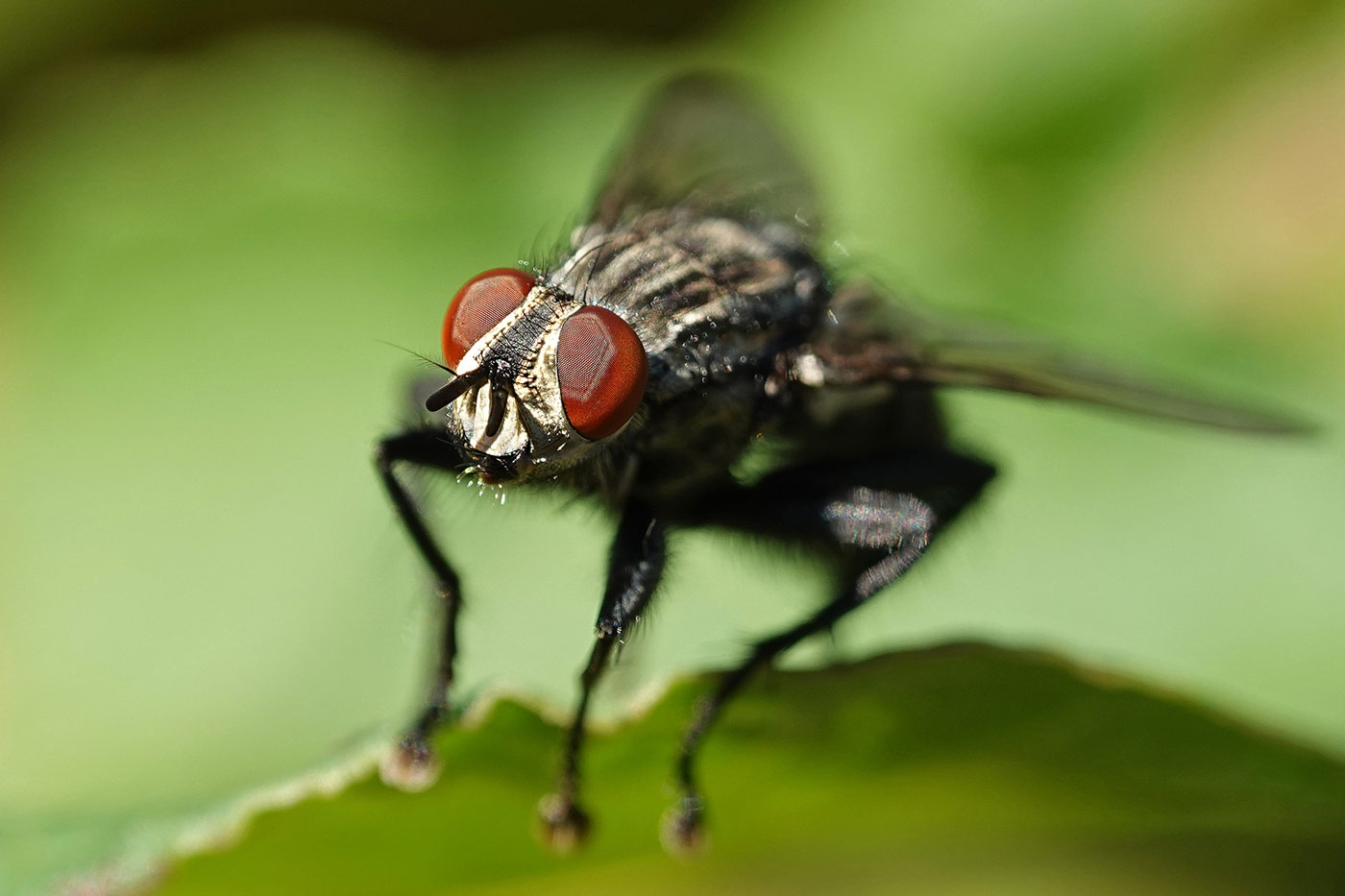 Mouche en gros plan