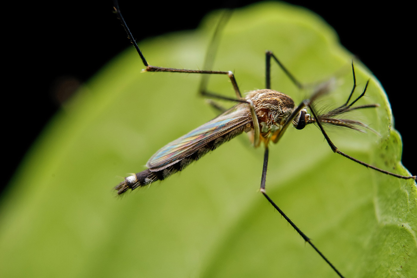 Moustique en extérieur