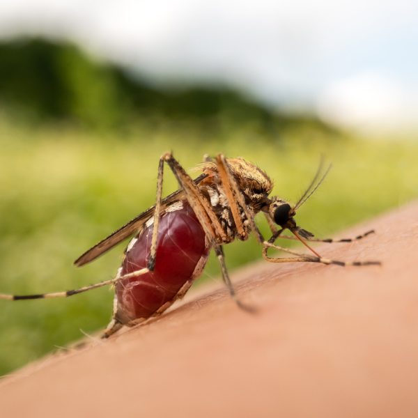 Pourquoi les moustiques choisissent leurs victimes