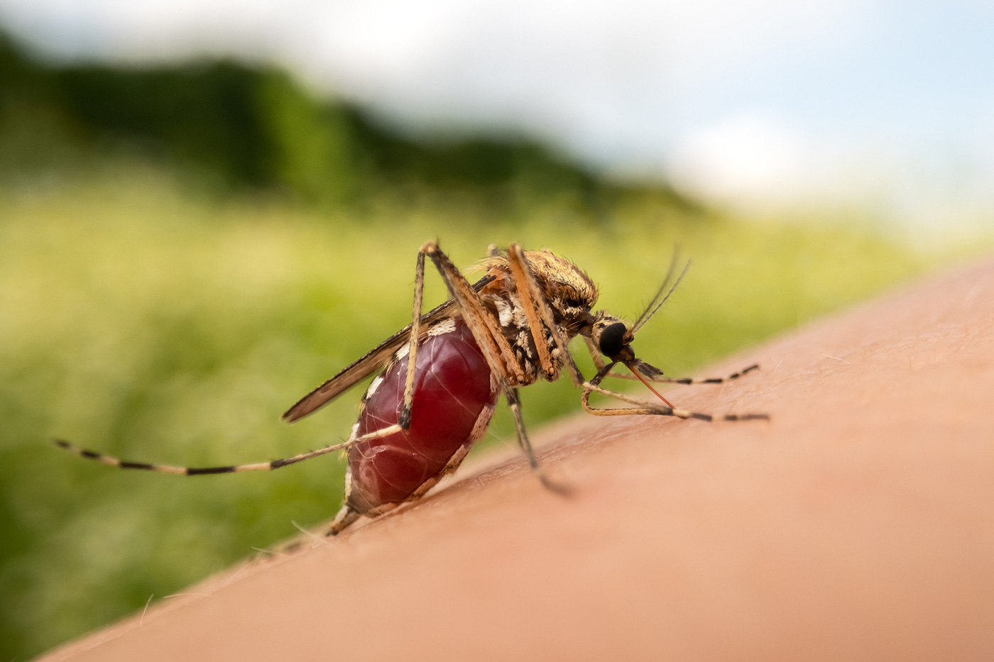 Pourquoi les moustiques choisissent leurs victimes