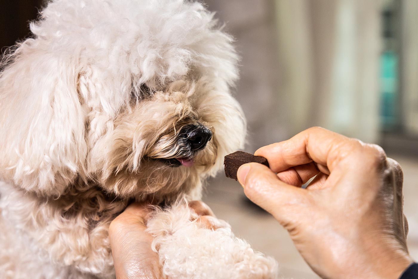 Prévention de la dirofilariose chez le chien.