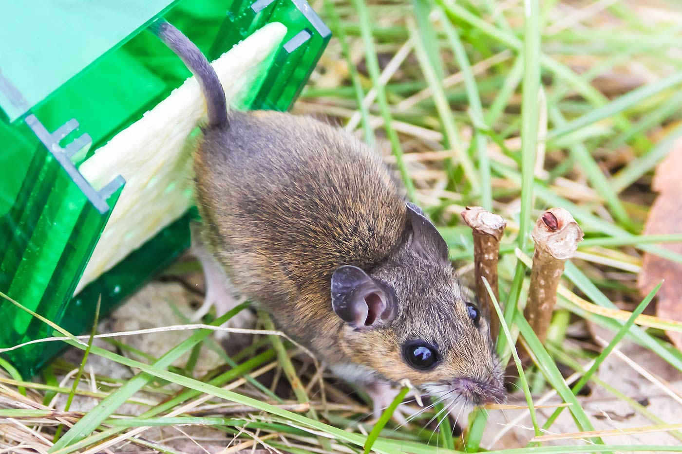 Le piège à souris