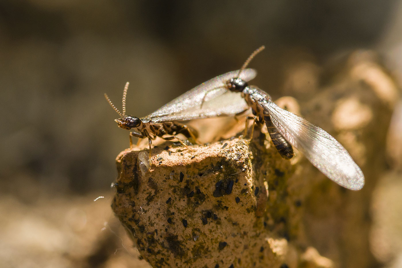 Termites ailées