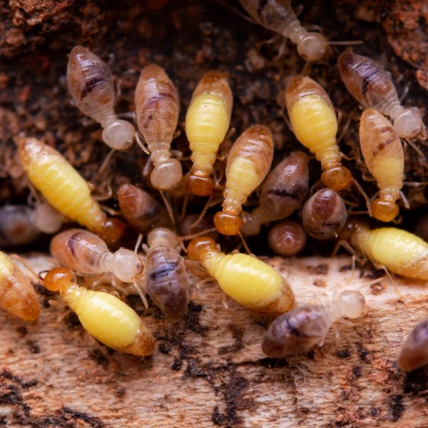 Diagnostic termites