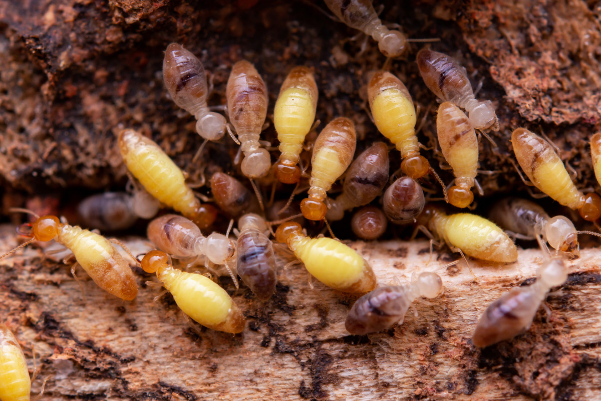 Diagnostic termites