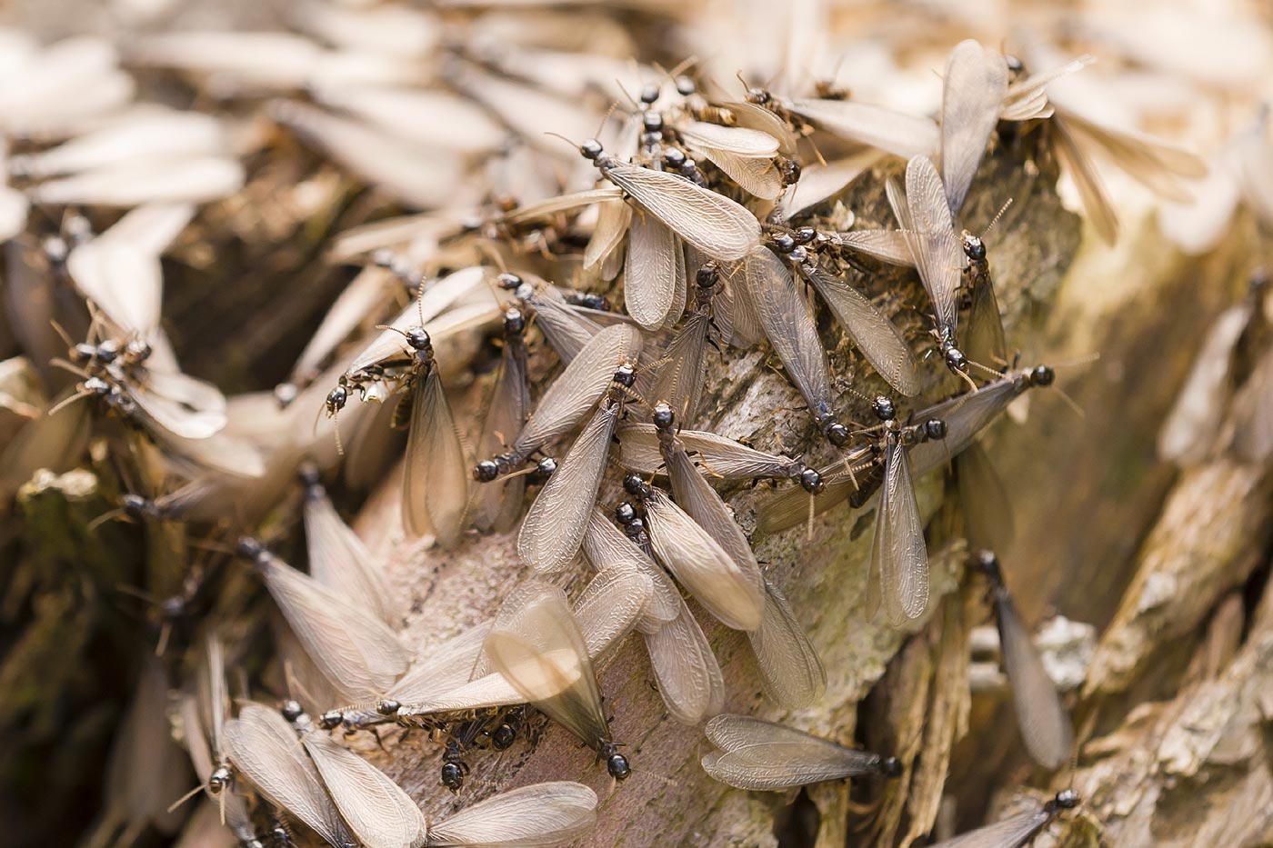 Termites : êtes-vous couvert par votre assurance habitation ?