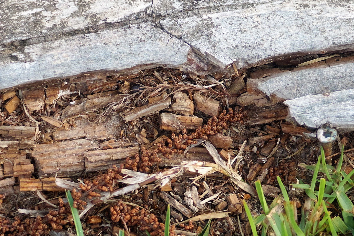 Présence termites