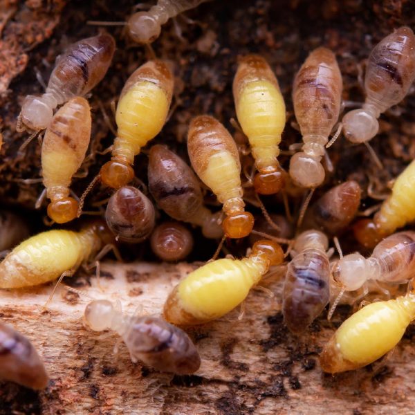 Les termites peuvent compromettre l'intégrité des bâtiments