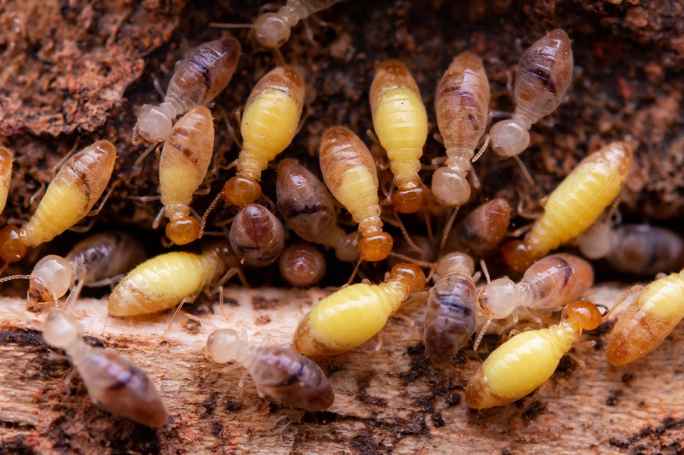 Les termites peuvent compromettre l'intégrité des bâtiments